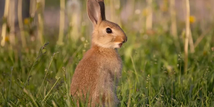 Nicholas Weseen rabbit killing sentence Alberta
